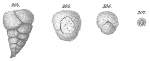 Chromista - Foraminifera (foraminifers)