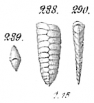 Textularia sagittula var. cuneiformis