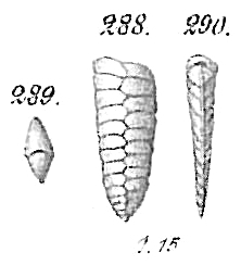 Textularia sagittula var. cuneiformis