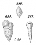 Chromista - Foraminifera (foraminifers)