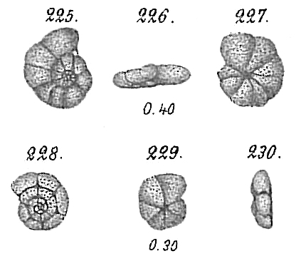 Trochammina nitida