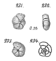 Chromista - Foraminifera (foraminifers)