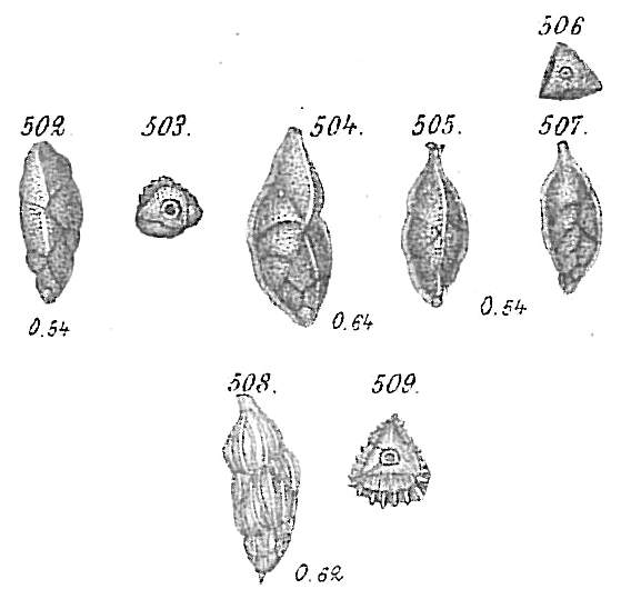 Uvigerina angulosa Uvigerina angulosa