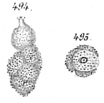 Chromista - Foraminifera (foraminifers)