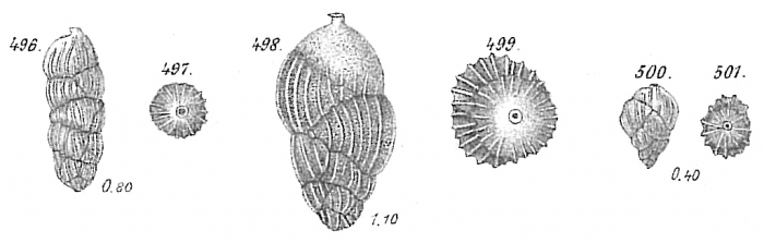 Uvigerina pygmaea