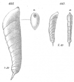 Vaginulina badenensis