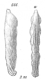 Vaginulina costata