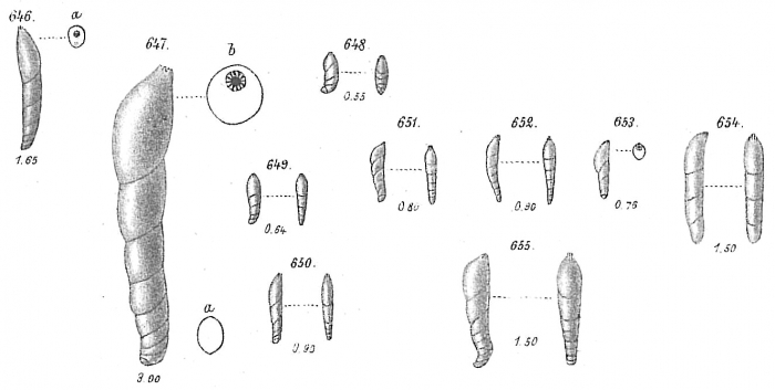 Vaginulina laevigata Roemer, 1838 sensu Goës (1894)