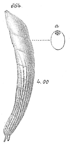Vaginulina linearis Vaginulina linearis