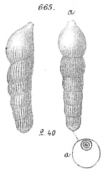 Vaginulina striatocostata