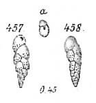 Chromista - Foraminifera (foraminifers)