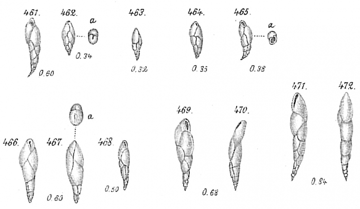 Virgulina schreibersiana