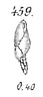 Virgulina schreibersiana Virgulina schreibersiana