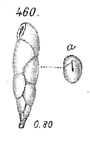 Virgulina squamosa