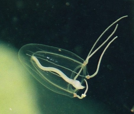 Sarsia princeps Sarsia princeps