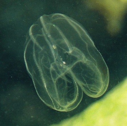 Lobata comb jelly