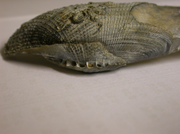 Grote boormossel detailopname Grote boormossel detailopname