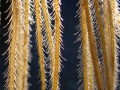 Hydrozoa (hydroids)