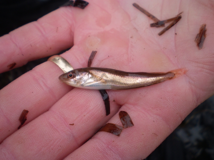 Urophycis tenuis - Juvenile white hake Urophycis tenuis - Juvenile white hake