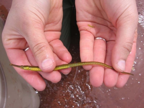 Syngnathus fuscus - Northern pipefish