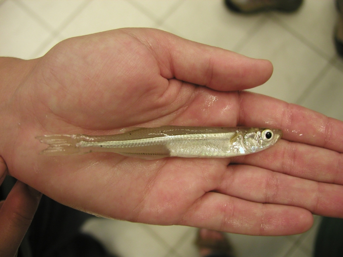 Menidia menidia - Atlantic silverside Menidia menidia - Atlantic silverside