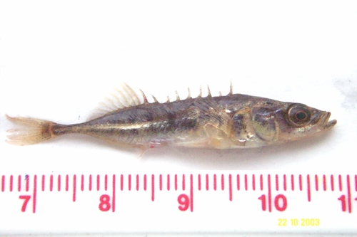 Pungitius pungitius - Ninespine stickleback