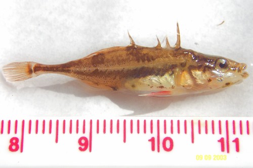 Apeltes quadracus - Fourspine stickleback