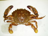 Ovalipes ocellatus - Lady crab, author: Fisheries and Oceans Canada, Marie-Hlne Thriault