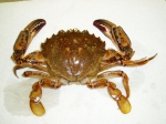 Ovalipes ocellatus - Lady crab