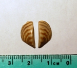 Dreissena polymorpha, zebra mussel