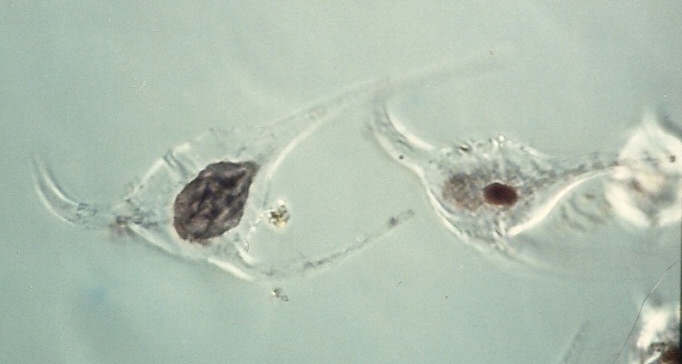Amoebophyra ceratii in host Ceratium longipes