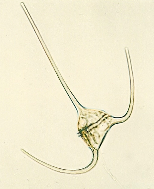 Ceratium horridum Ceratium horridum