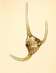 Ceratium longipes, author: Dalhousie University, Steve Angelidis