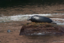 Grey seal - dorsal view