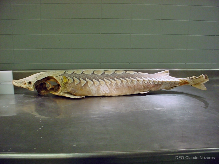 Atlantic sturgeon carcass Atlantic sturgeon carcass