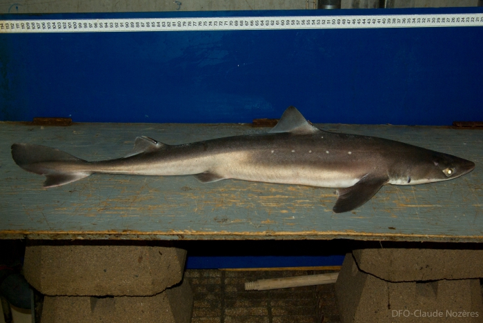 Spiny dogfish