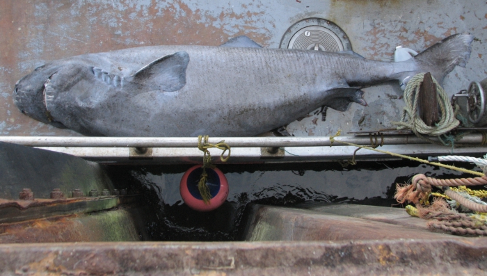 Greenland shark