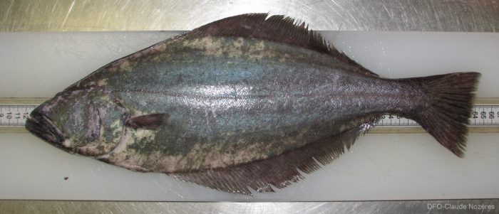 Greenland halibut - ventral view