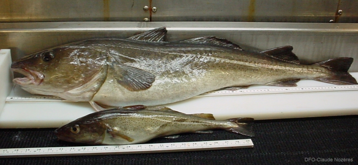Gadus morhua - large and small Atlantic cod