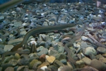 Anguilla rostrata - American eels