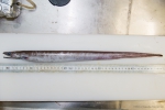 Synaphobranchus kaupii - northern cutthroat eel