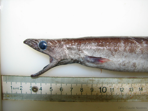 Synaphobranchus kaupii - head