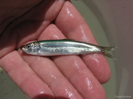 Clupea harengus - juvenile Atlantic herring