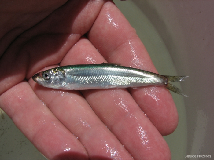 Clupea harengus - juvenile Atlantic herring Clupea harengus - juvenile Atlantic herring