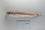 Merluccius bilinearis - juvenile silver hake