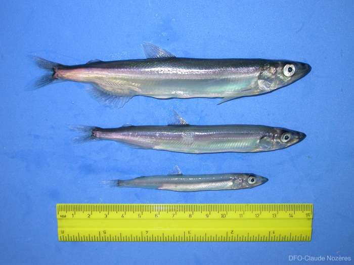Mallotus villosus - capelin Mallotus villosus - capelin