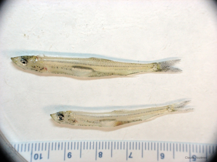 Osmerus mordax - juvenile rainbow smelt Osmerus mordax - juvenile rainbow smelt
