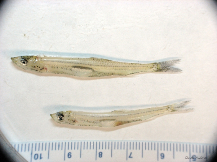 Osmerus mordax - juvenile rainbow smelt