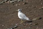 Larus delawarensis - ring-billed gull