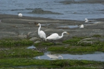 Ardea alba - great egret